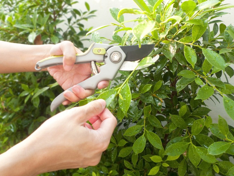 Pruning a shrub