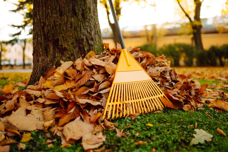 Raking leaves