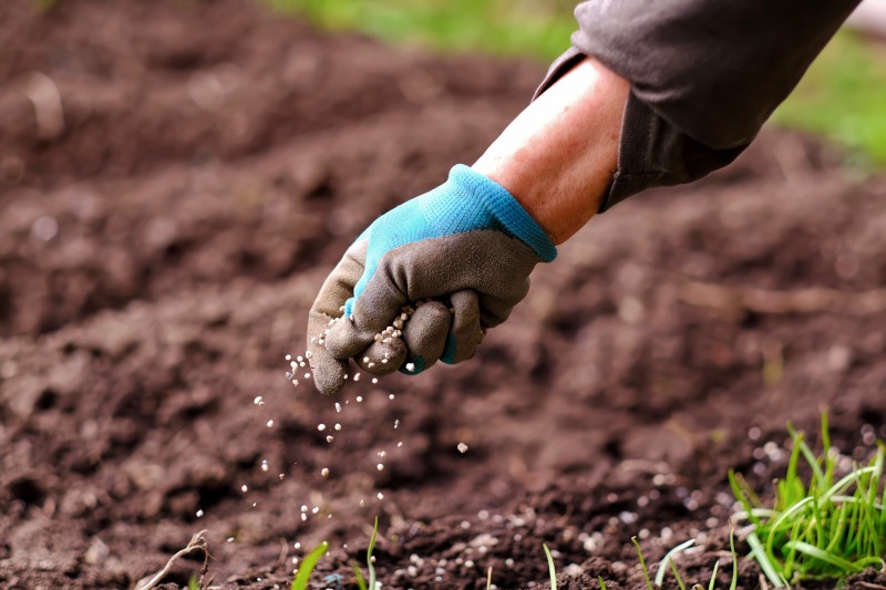 Gloved hand sowing grass seeds